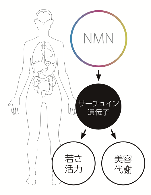 大阪でNMN点滴なら玉城クリニックへ