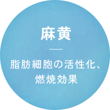 麻黄 脂肪細胞の活性化、燃焼効果