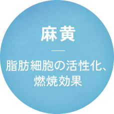 麻黄 脂肪細胞の活性化、燃焼効果