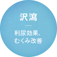 沢瀉 利尿効果、むくみ改善